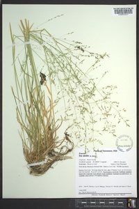 Poa alsodes image