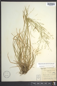 Poa alsodes image