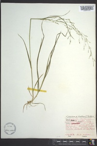 Poa alsodes image