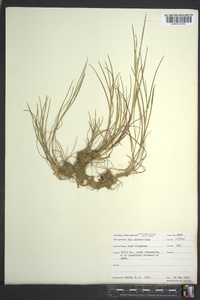 Poa alsodes image