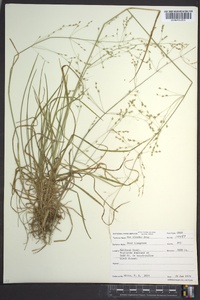 Poa alsodes image