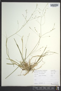 Poa alsodes image