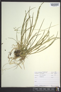 Poa alsodes image