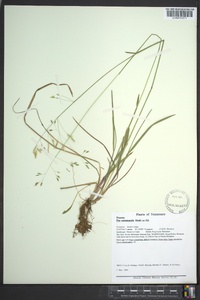 Poa autumnalis image