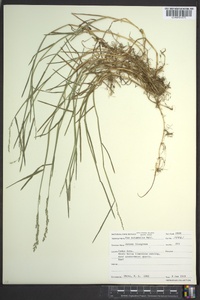 Poa autumnalis image