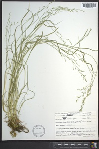 Poa autumnalis image