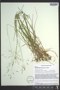 Poa autumnalis image