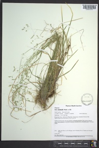 Poa autumnalis image