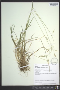 Poa autumnalis image