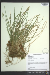 Poa cuspidata image