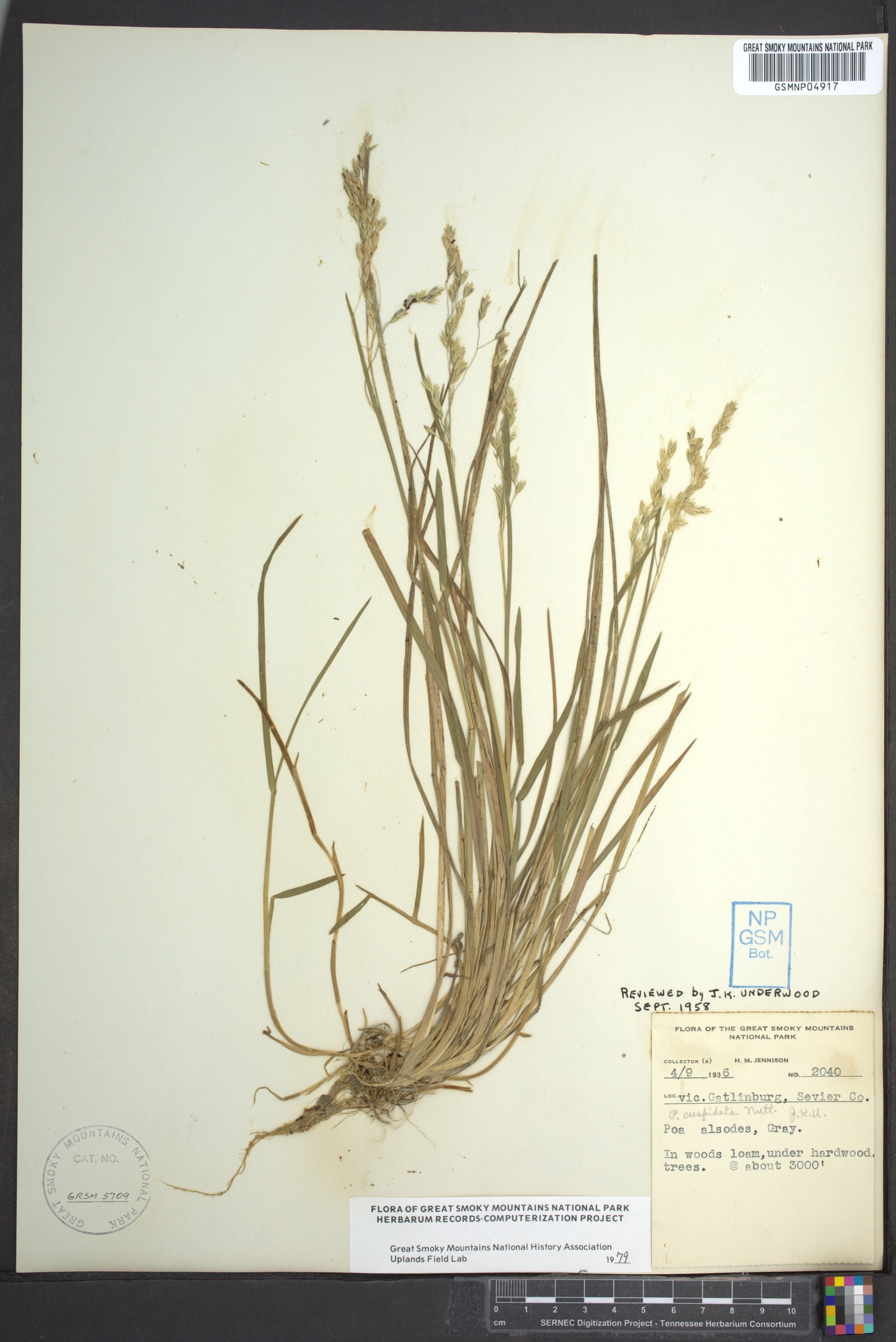 Poa cuspidata image