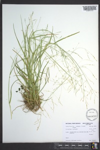 Poa paludigena image