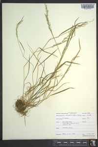 Poa saltuensis image