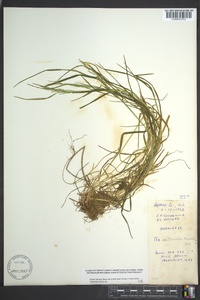 Poa saltuensis image