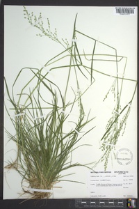 Poa sylvestris image