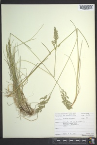 Poa sylvestris image