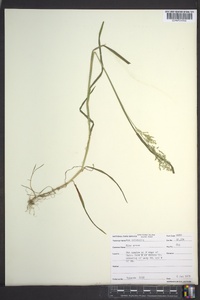 Poa trivialis image