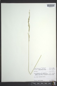 Sphenopholis nitida image