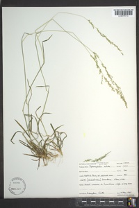 Sphenopholis nitida image