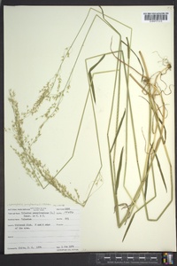 Sphenopholis pensylvanica image