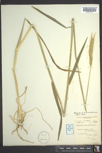 Triticum aestivum image