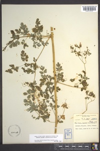 Adlumia fungosa image