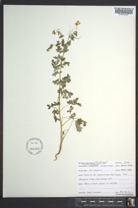 Capnoides sempervirens image