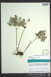 Dicentra canadensis image