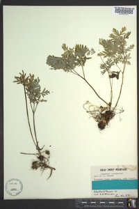 Dicentra canadensis image