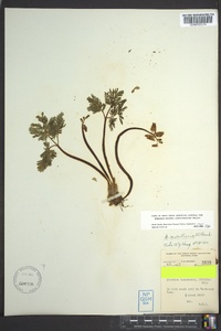 Dicentra cucullaria image