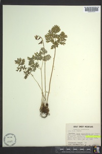 Dicentra cucullaria image