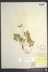 Dicentra eximia image