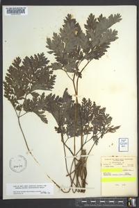 Dicentra eximia image