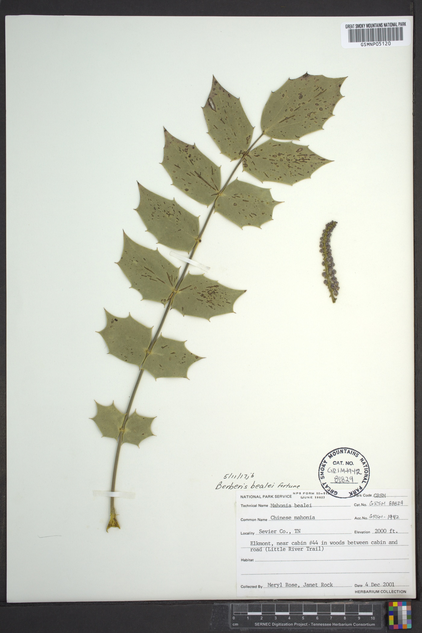 Mahonia bealei image