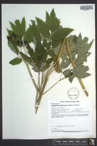 Caulophyllum thalictroides image