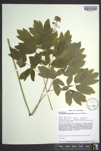 Caulophyllum thalictroides image