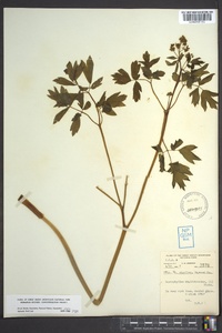 Caulophyllum thalictroides image