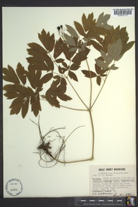 Caulophyllum thalictroides image