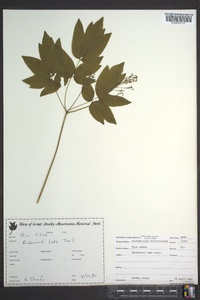 Caulophyllum thalictroides image