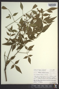 Nandina domestica image