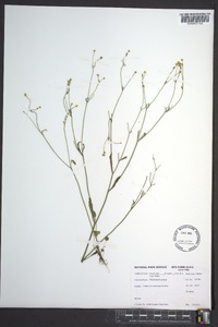 Ranunculus laxicaulis image