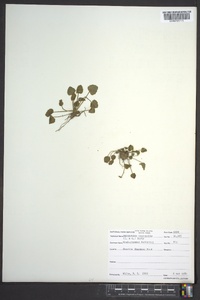 Ranunculus laxicaulis image