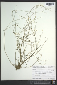 Ranunculus laxicaulis image