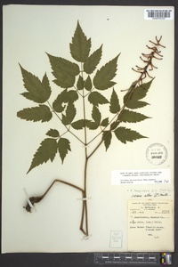 Actaea pachypoda image