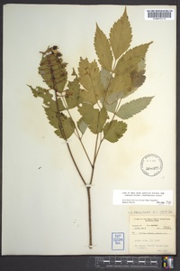 Actaea pachypoda image