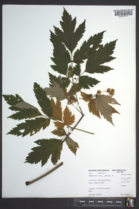 Actaea podocarpa image