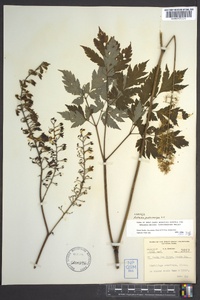 Actaea podocarpa image