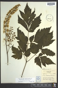 Actaea podocarpa image