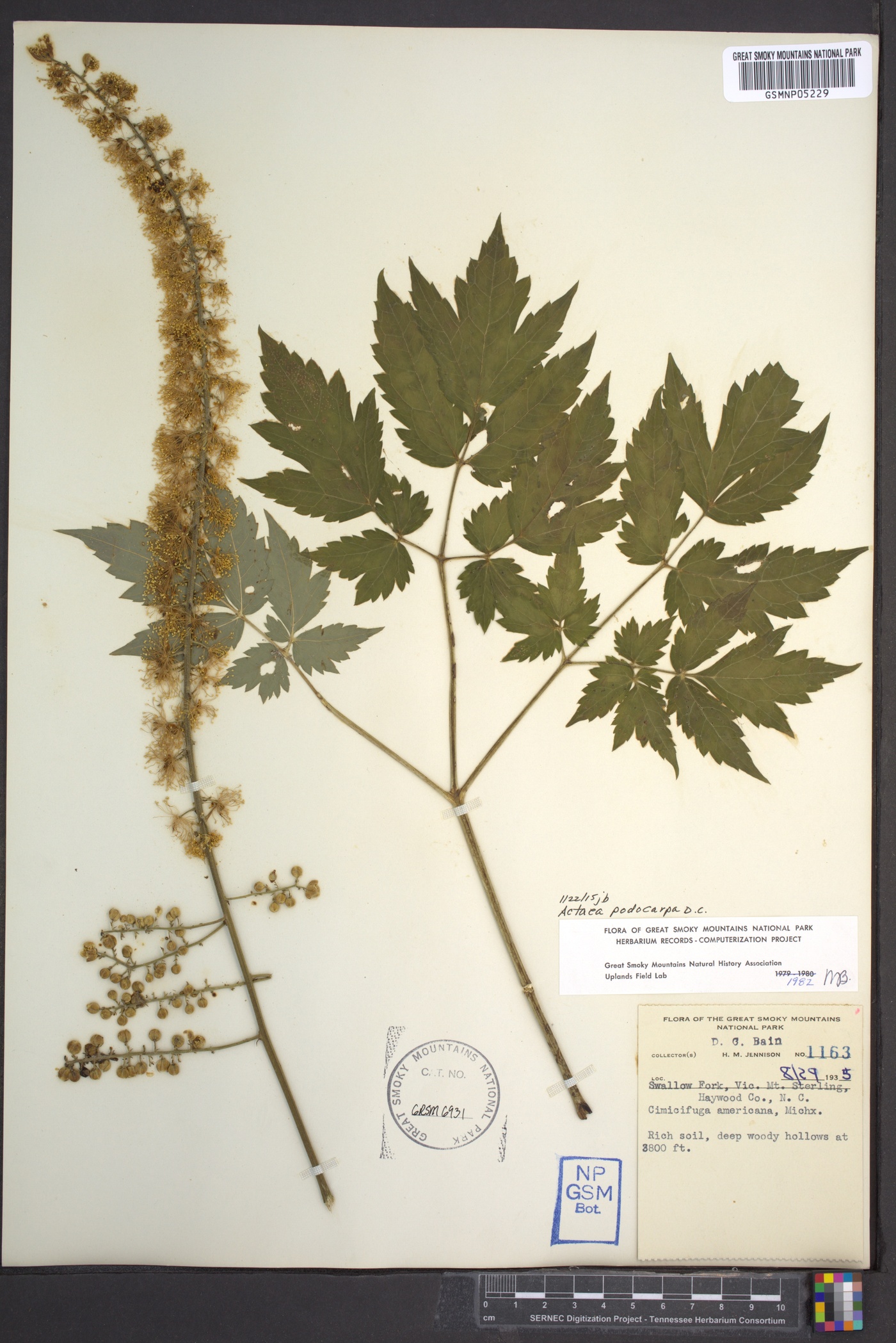 Actaea podocarpa image