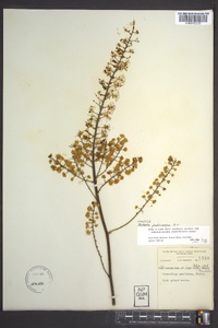 Actaea podocarpa image